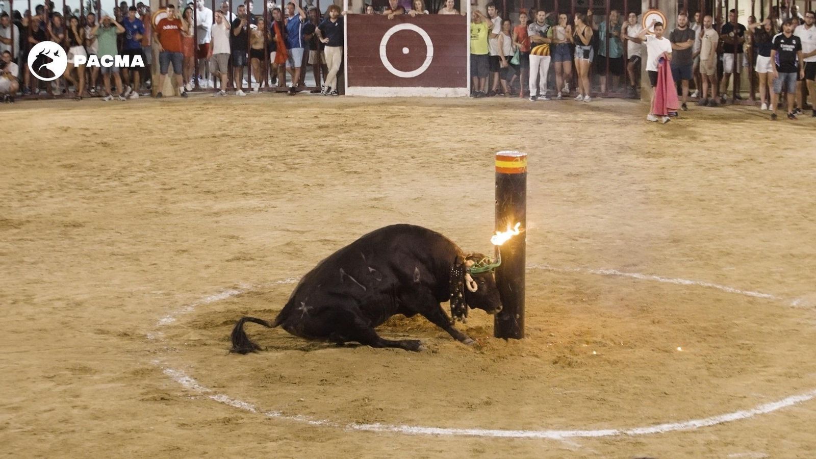 PACMA documenta com un bou cau a terra després de xocar contra un toril en un concurs d'emboladors a Orpesa