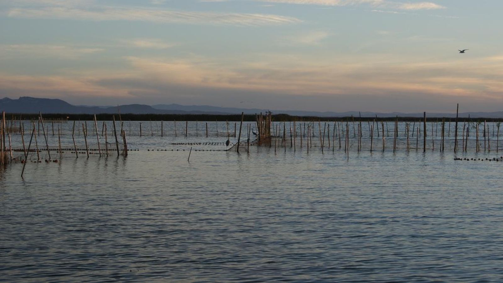 Imatge d’arxiu del llac de l’Albufera