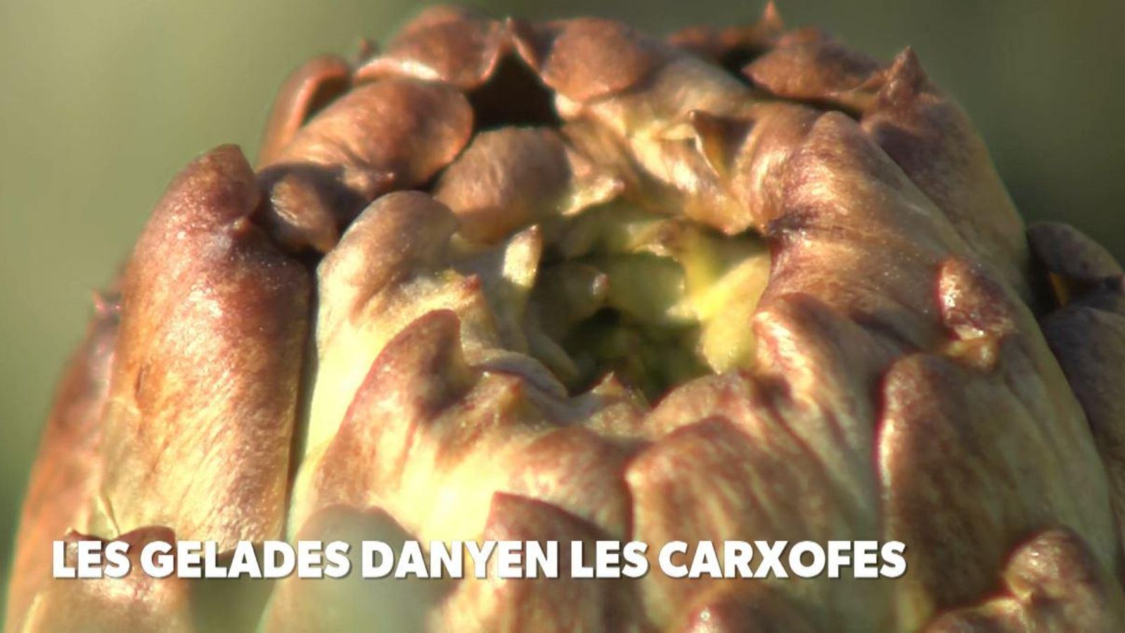 Les gelades llancen a perdre la carxofa de Benicarló