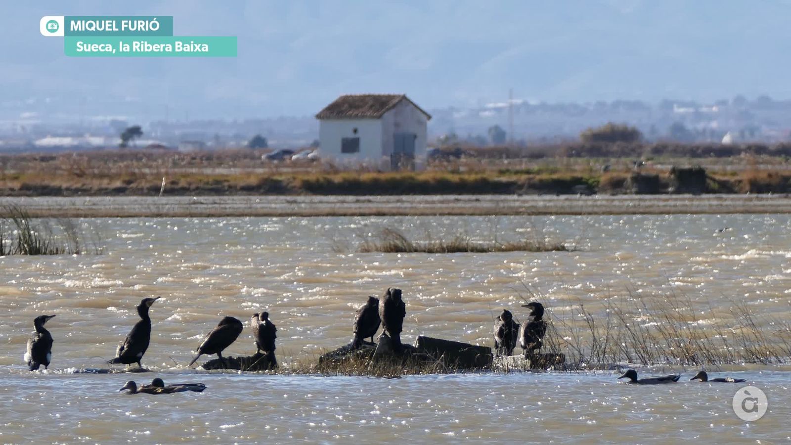 captura_2026-01-31 NIT_JAVI_F SUECA_WM