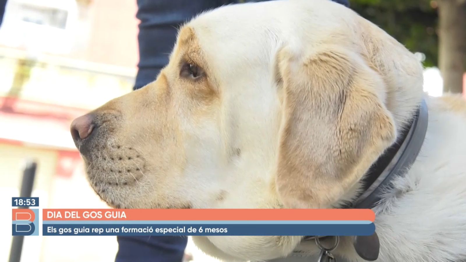 Bona vesprada | El vincle especial dels gossos guia i les persones amb discapacitat visual