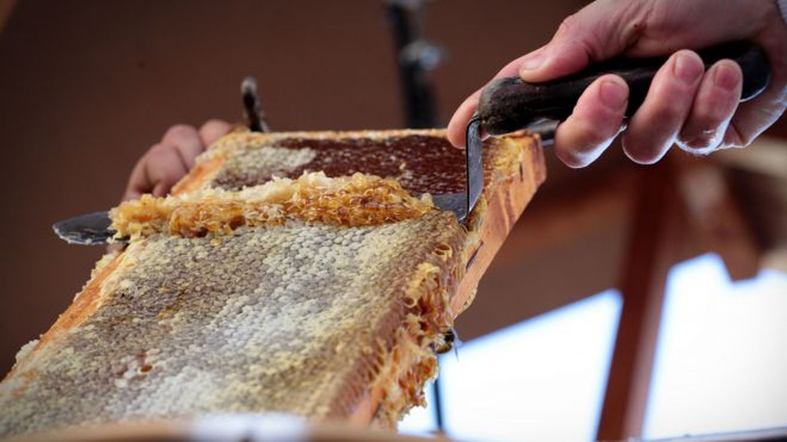 Imatge del tall de la mel d'Aiora