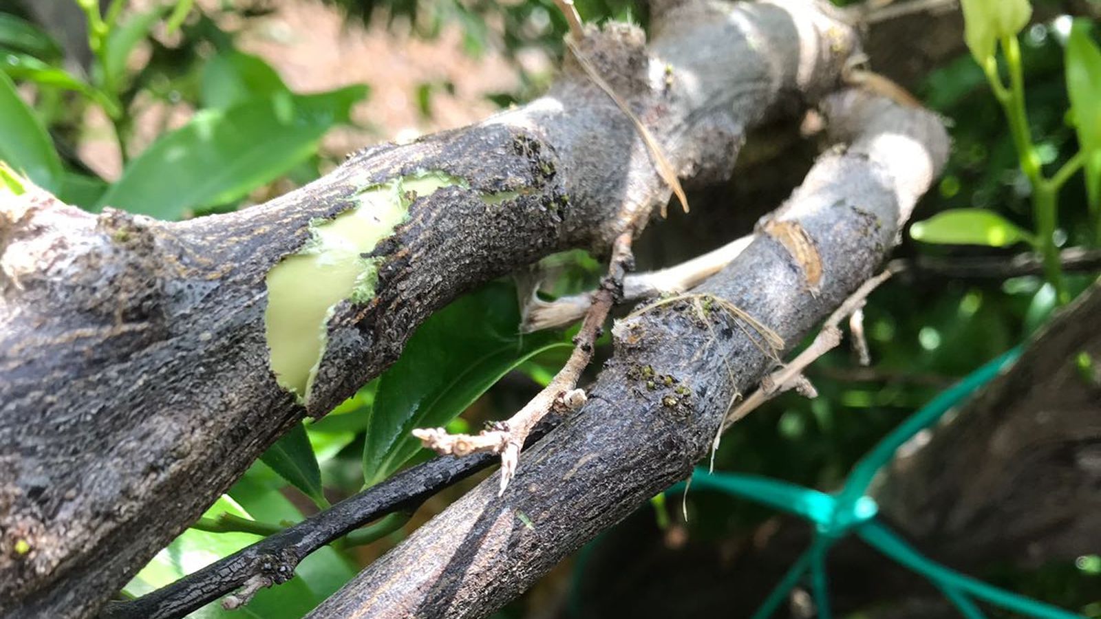 El granís ha provocat danys en els arbres | Unió de Llauradors