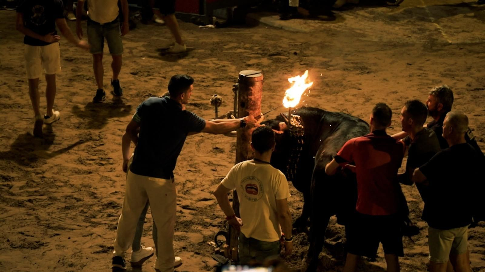 El reglament també estableix la prohibició de maltractar l'animal, però enguany, diversos animals han mort per colps de calor o mentre eren embolats