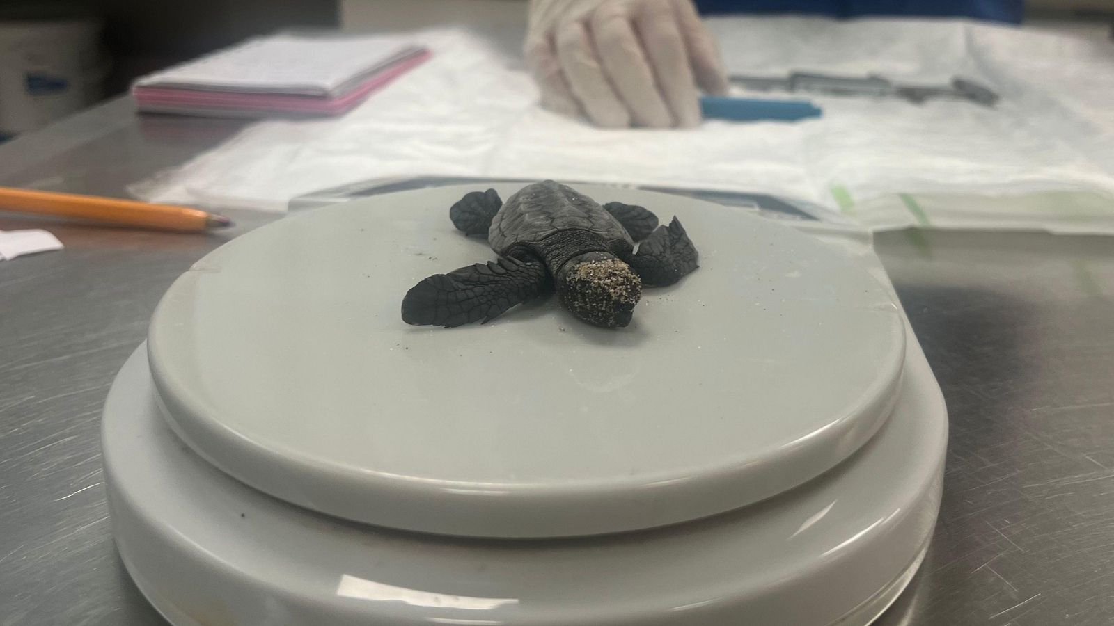 Una de les tortugues que han nascut aquesta matinada a la platja del Saler, a València