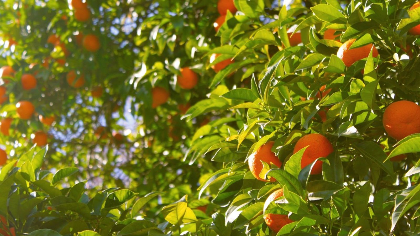 Nova protesta per la crisi dels productes agrícoles i ramaders