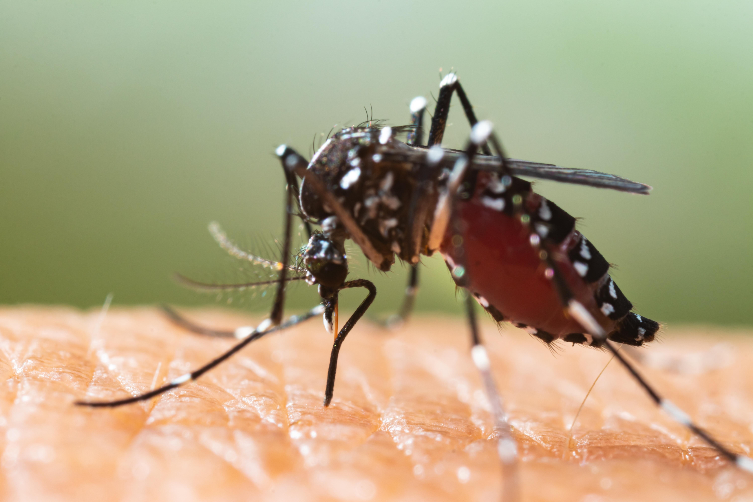 Un mosquit tigre en una imatge d'arxiu Un mosquit tigre en una imatge d'arxiu