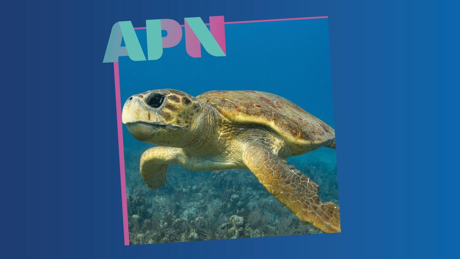 16.07.2025 | La tortuga bova torna un any més a les costes valencianes per a nidificar