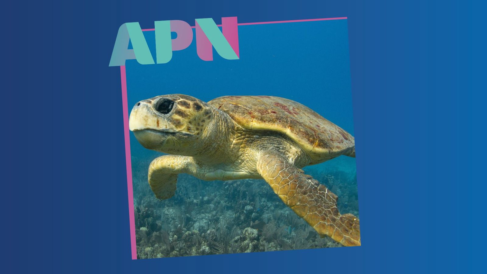 16.07.2025 | La tortuga bova torna un any més a les costes valencianes per a nidificar