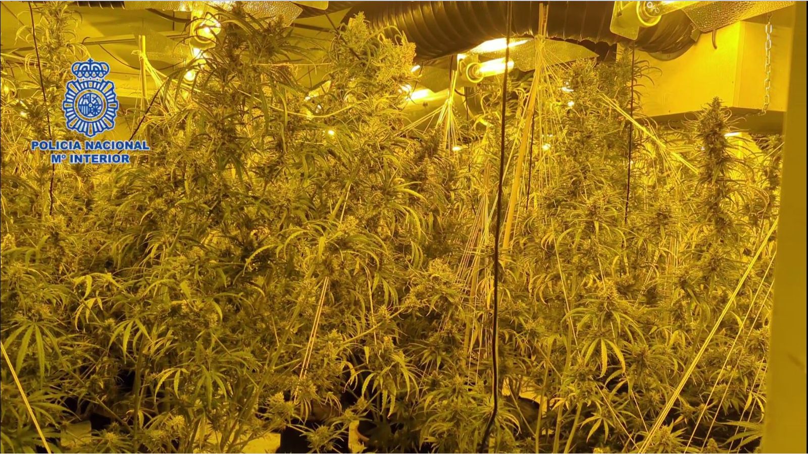 Imatge de la plantació de marihuana que hi havia a l'interior de l'habitatge