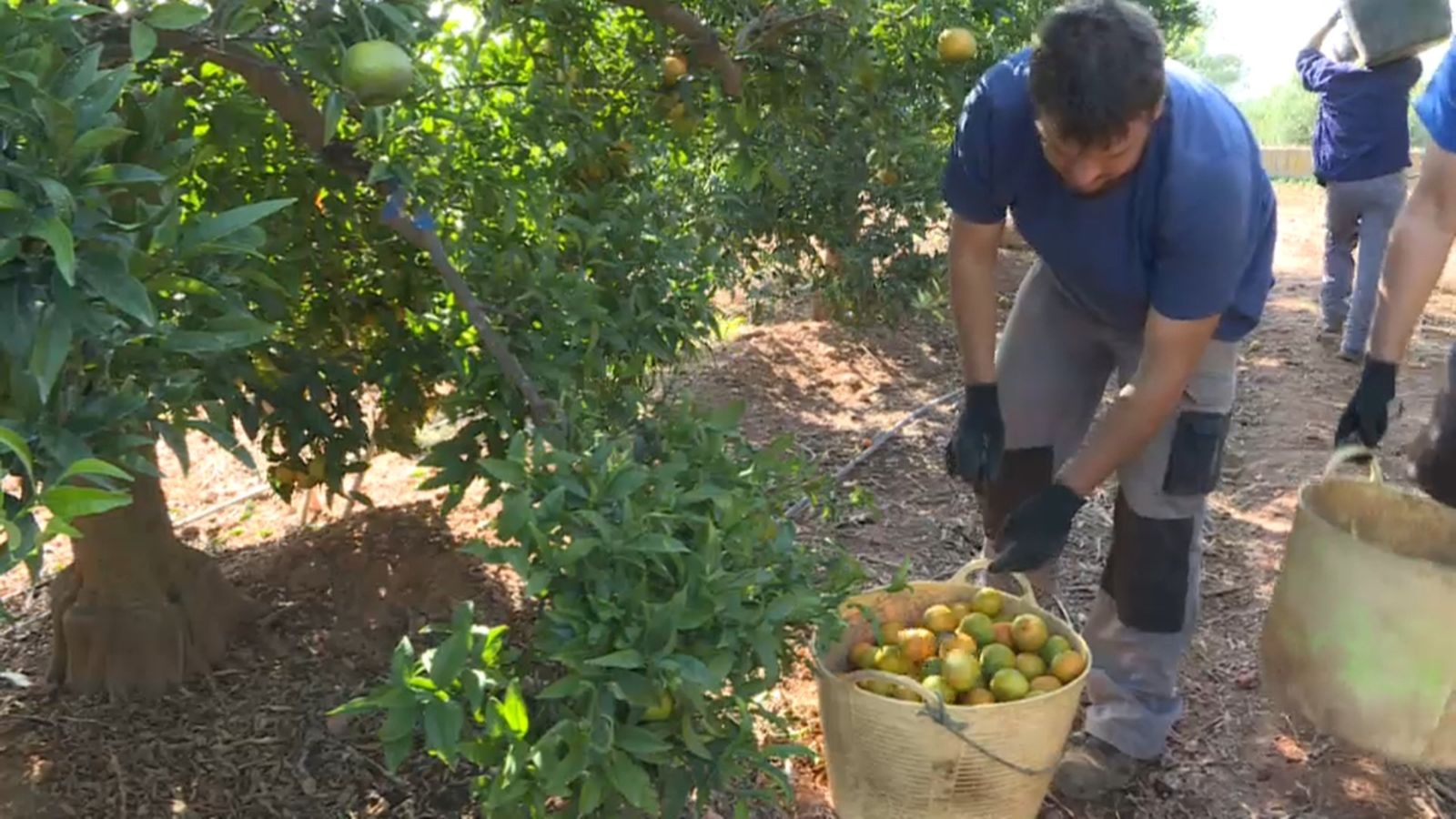 Primer dia d'entrada dels collidors als camps d'Almenara