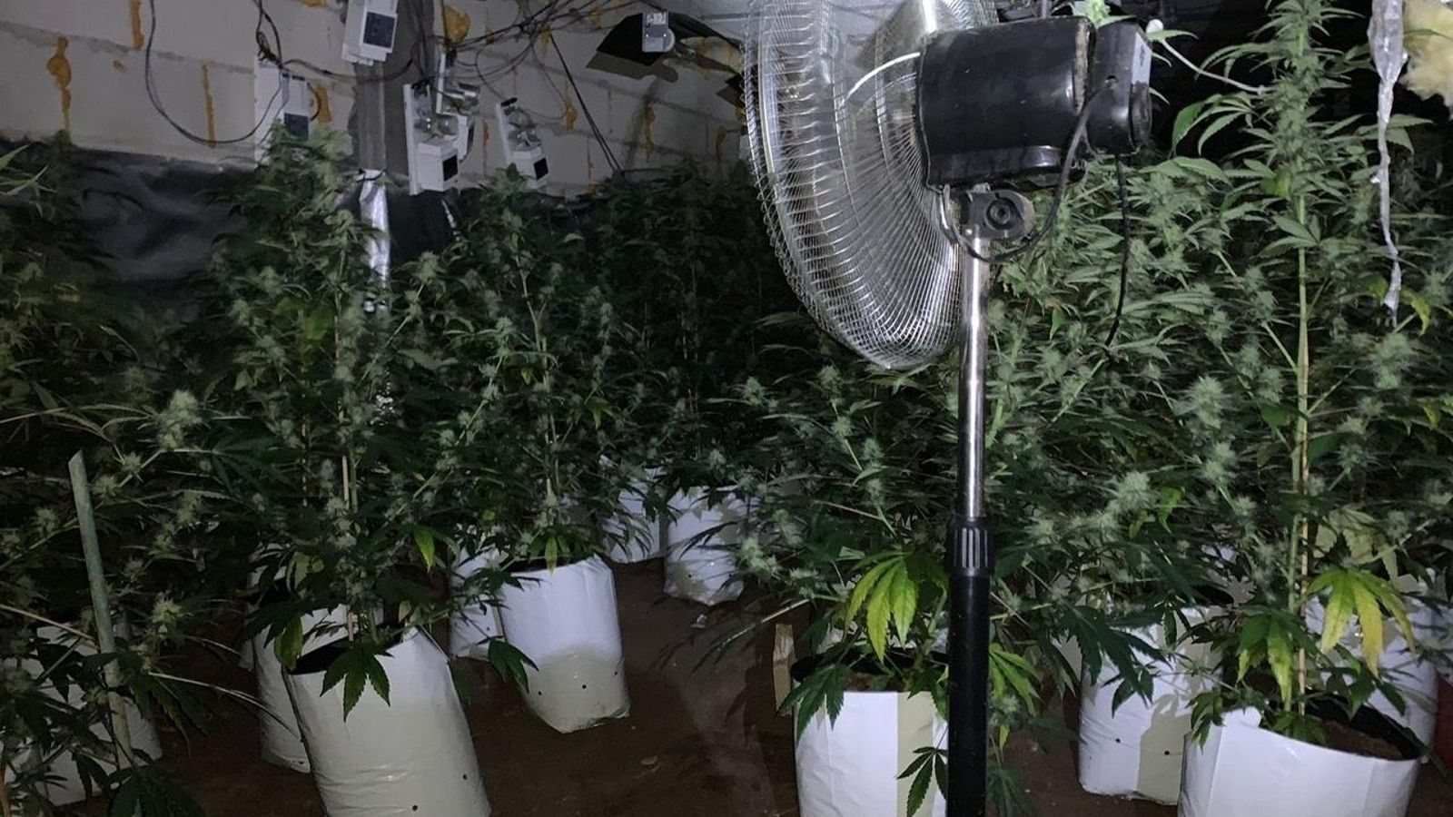 Plantació de marihuana localitzada a Oriola