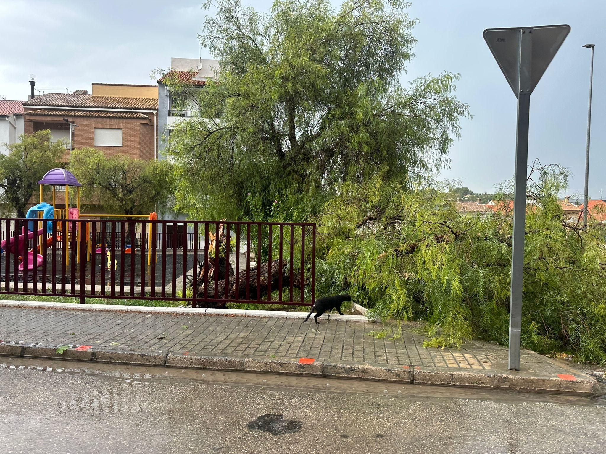Arbre tombat a Moixent Arbre tombat a Moixent