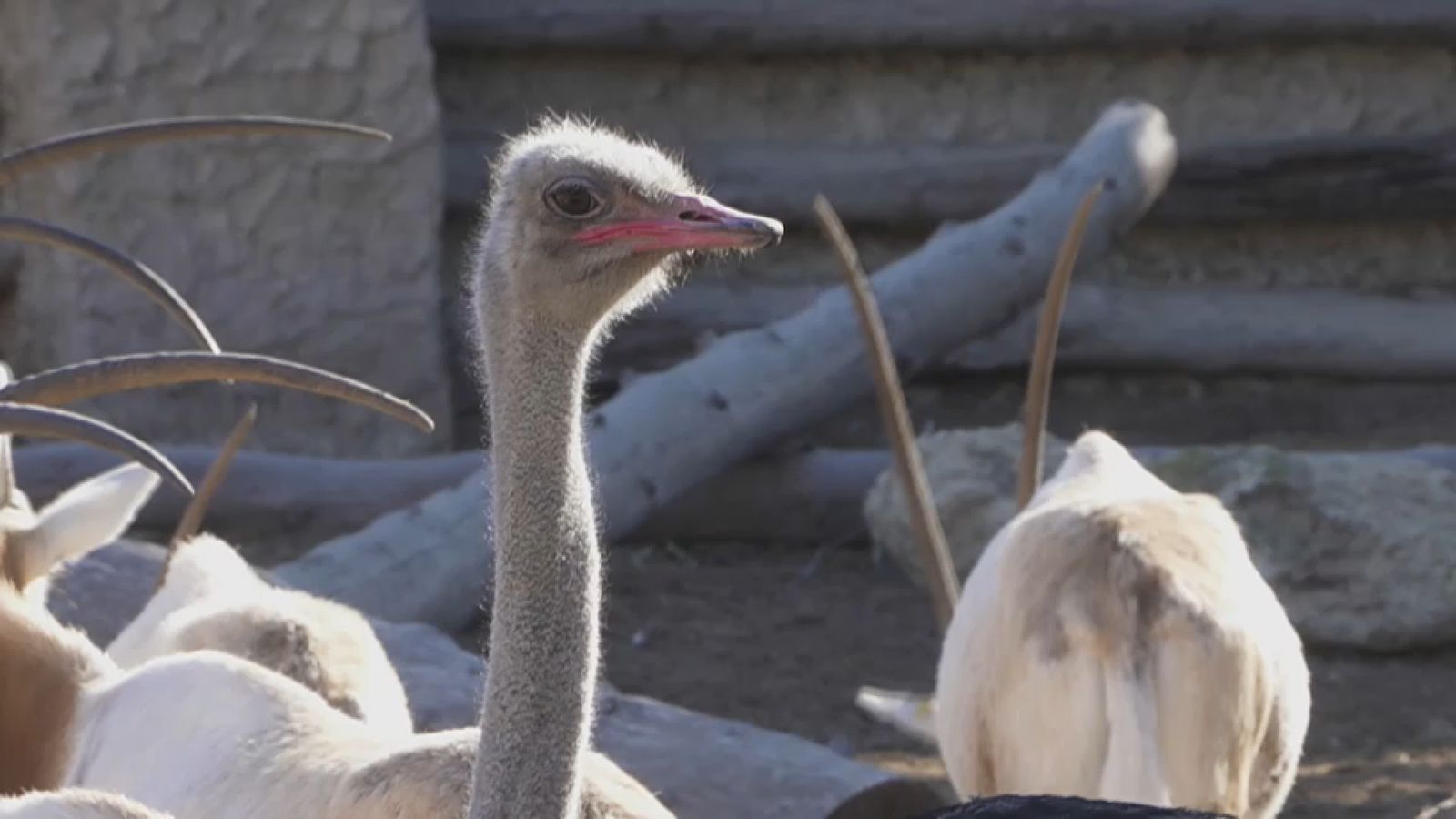 Animalades | A la recerca de solucions