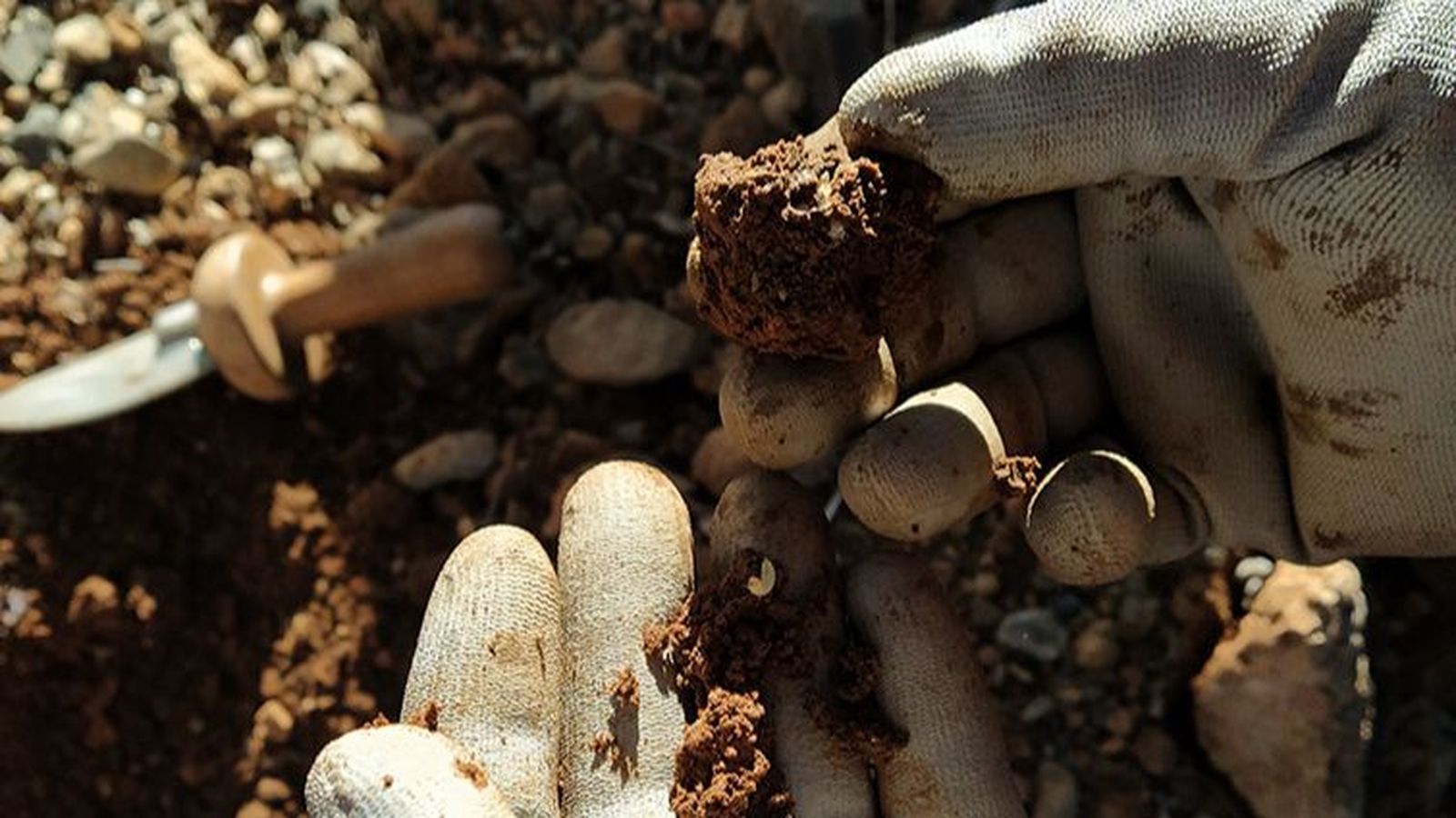 Un productor mostra una tòfona afectada per l'escarabat