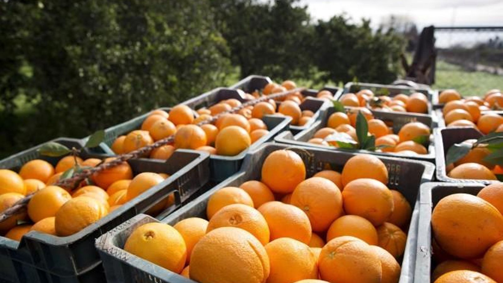 Un camp de cítrics, en plena collita