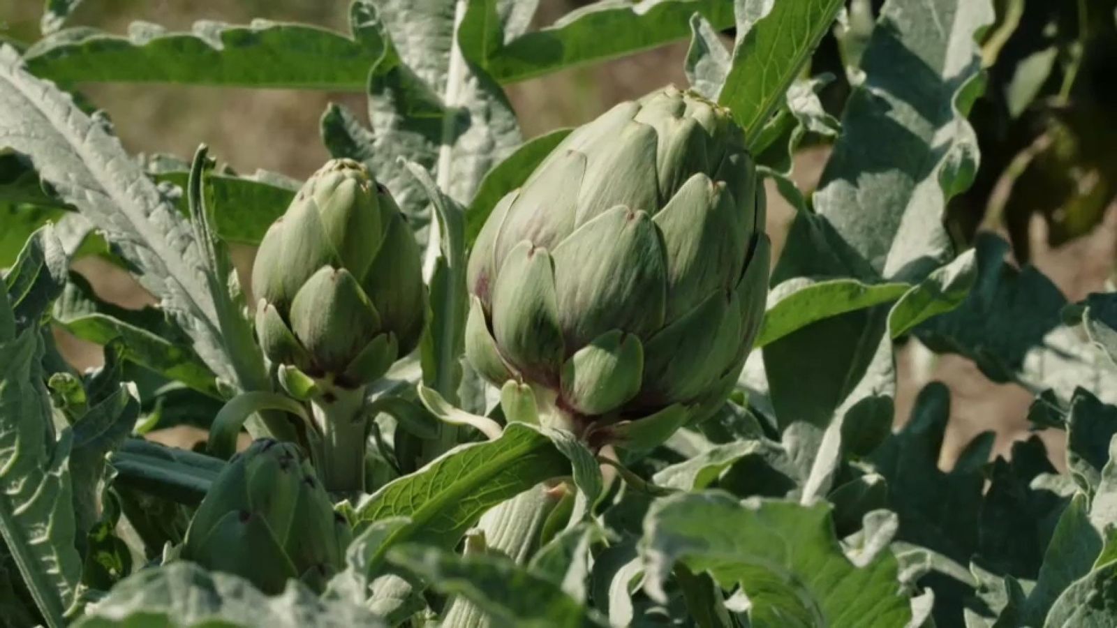 De mar i bancal | L’alegria de la vida