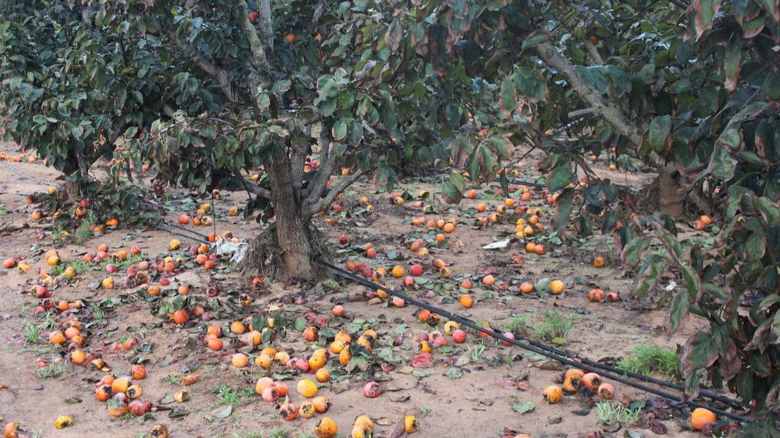 Collita de caqui perduda pel pas de la DANA