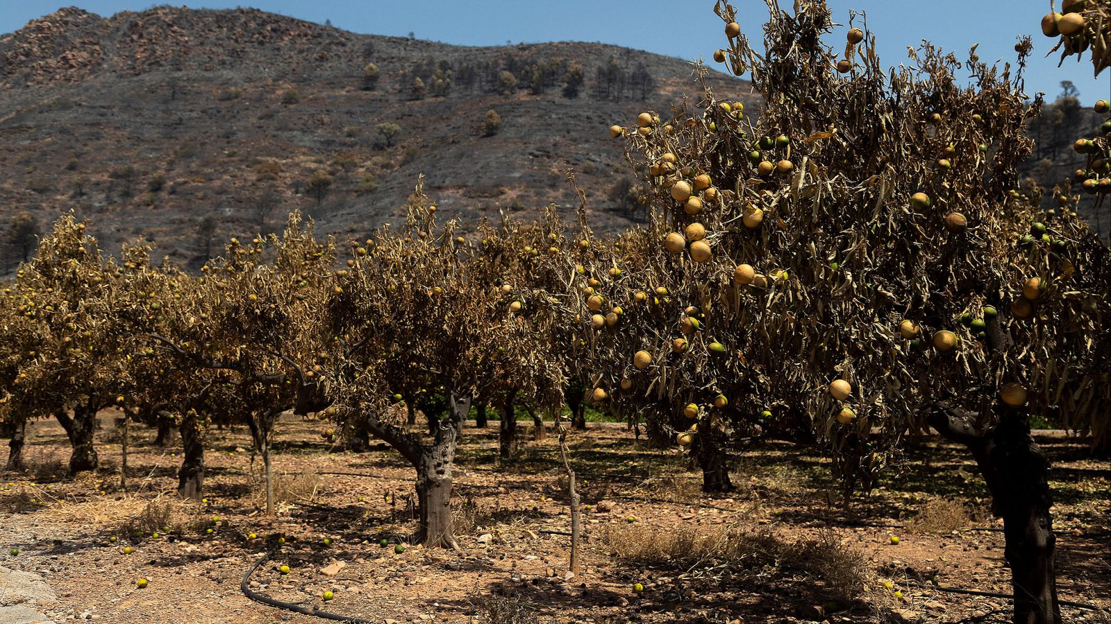 Un camp de cítrics calcinat per l'incendi de la Vall d'Uixó
