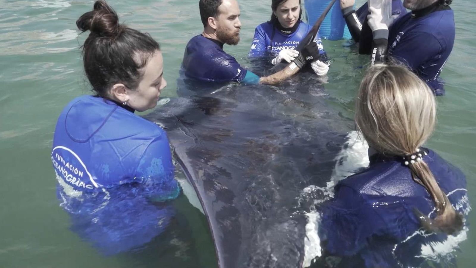 L'equp de rescat de l'Ocenogràfic atén una manta encallada a Cullera