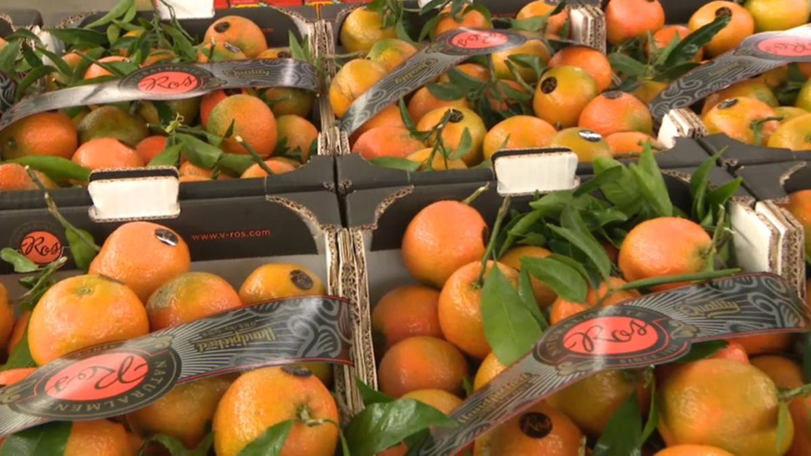 El camp valencià demana que es facen estudis sobre si els acords comercials entre la Unió Europea i Sud-àfrica poden afectar o no el mercat dels cítrics