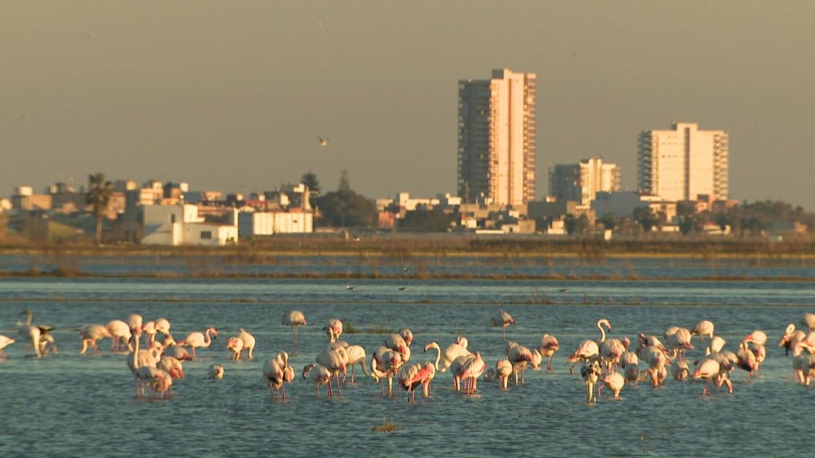 Enguany s'ha produït una arribada absolutament rècord de flamencs a l'Albufera