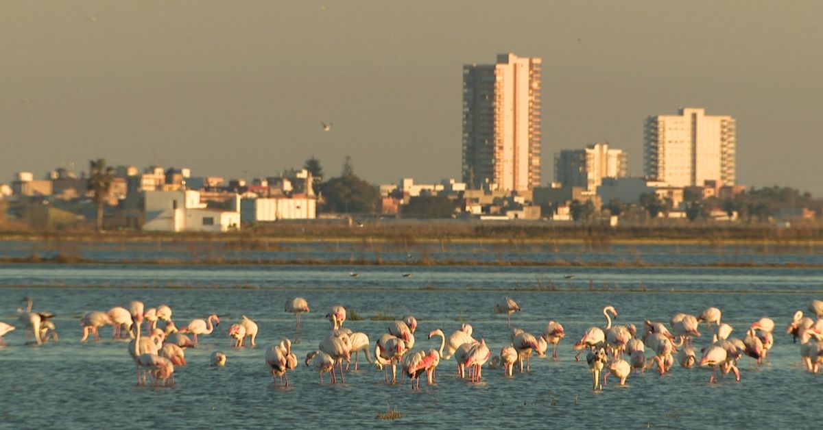 Els flamencs nidifiquen a l’Albufera per primera vegada en la història ...