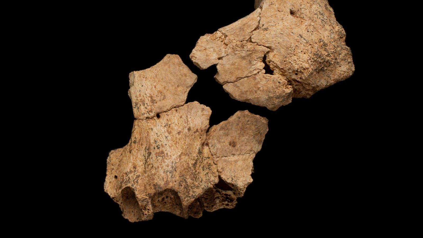 Detalls de les restes trobades a Atapuerca