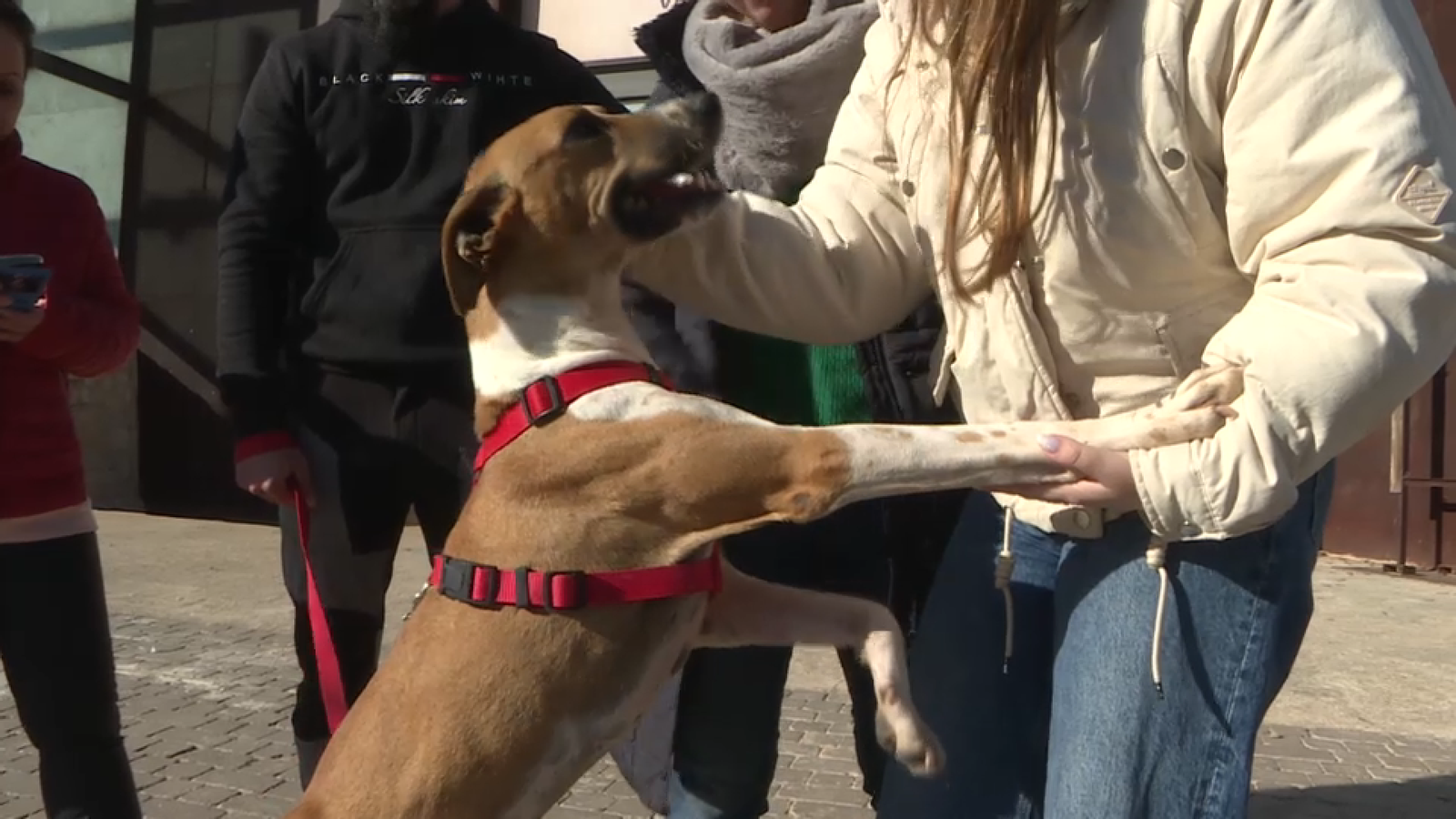 Un dels gossos que han participat en la desfilada d'aquest diumenge