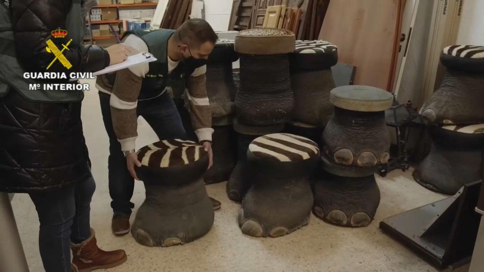 Taburets fets amb potes d'elefant que els agents han trobat en la nau de Bètera