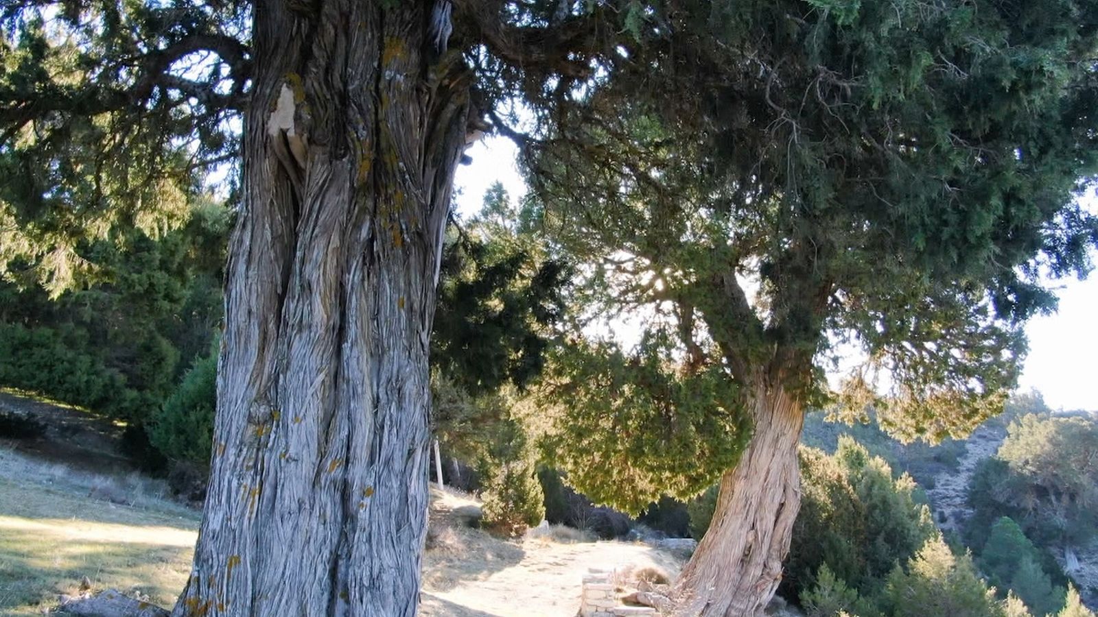 Bosc del savinar de Las Blancas