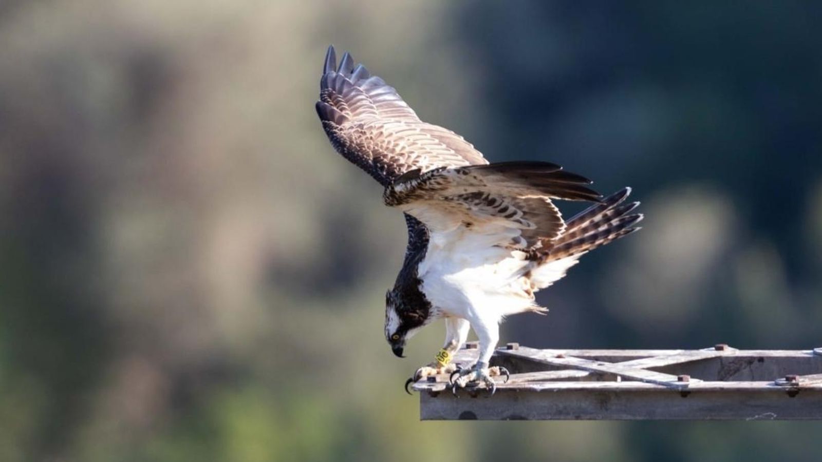 Àguila pescadora