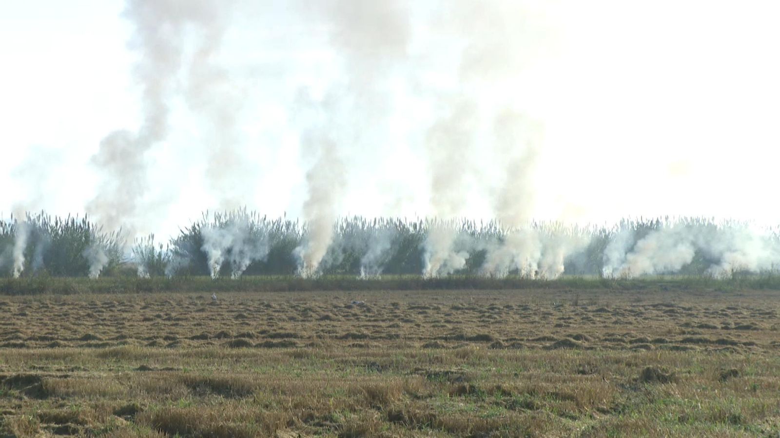 Crema de la palla de l'arròs a l'Albufera