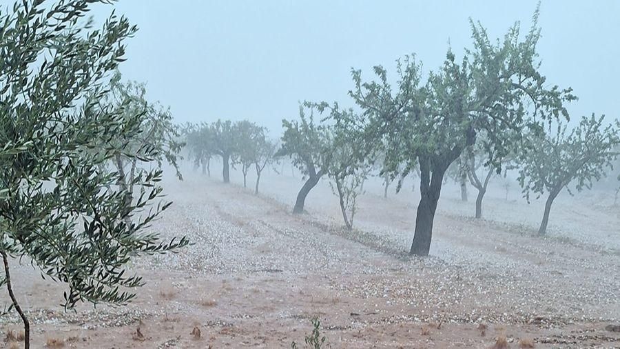 Un camp d'oliveres i almetlers dels Rossildos, al terme de la Serra d'en Garceran, cobert pel graníssol que va caure este dimarts a la vesprada Un camp d'oliveres i almetlers dels Rossildos, al terme de la Serra d'en Garcerán, cobert pel graníssol que va caure este dimarts a la vesprada