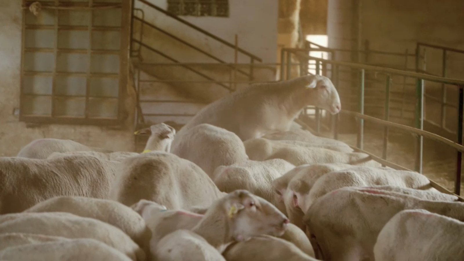 Un mascle en el moment de muntar una ovella