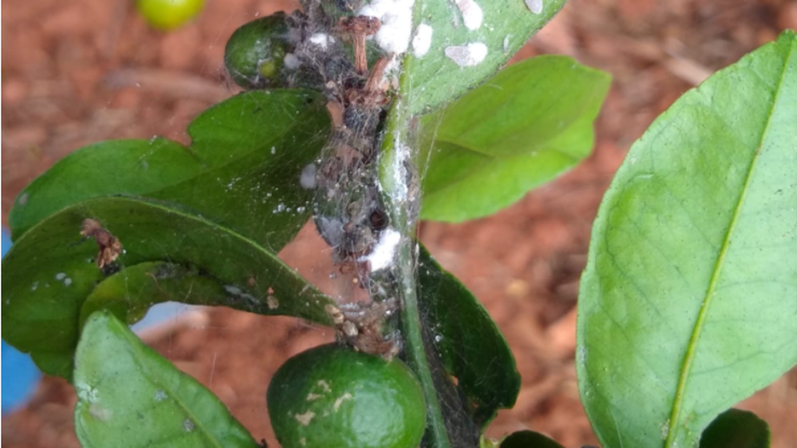 Una imatge d'un cítric afectat pel cotonet