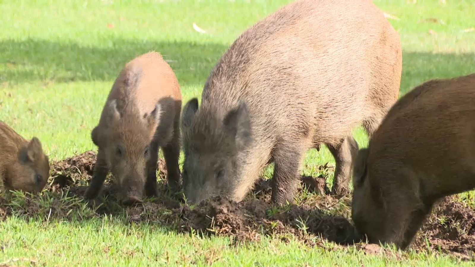 Porcs senglars a Benicàssim