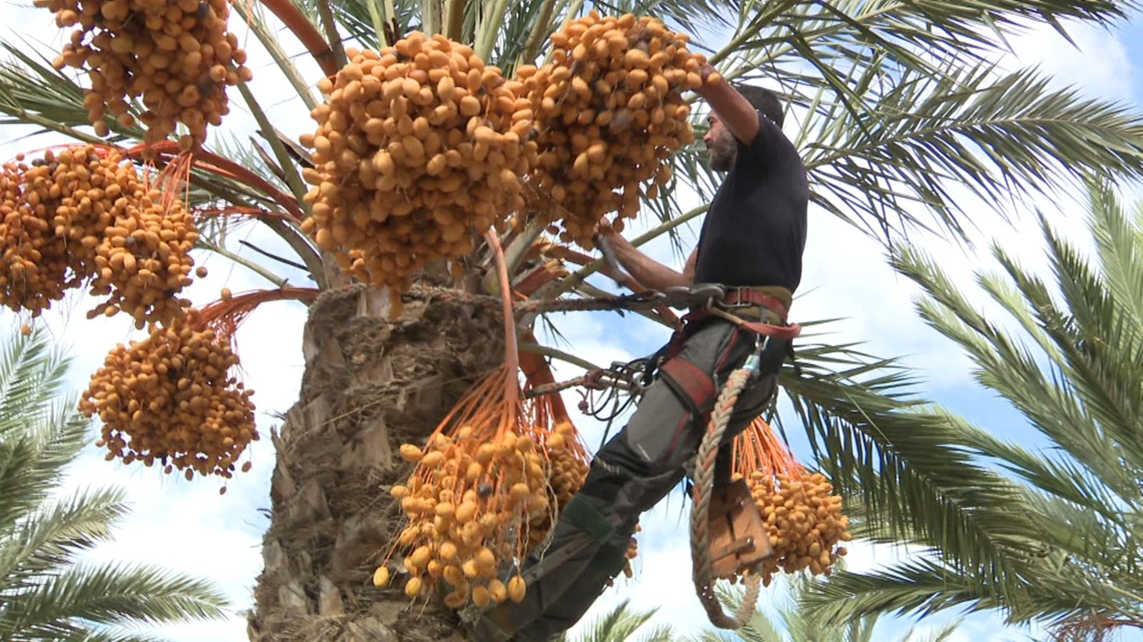 Un treballador recull dàtils