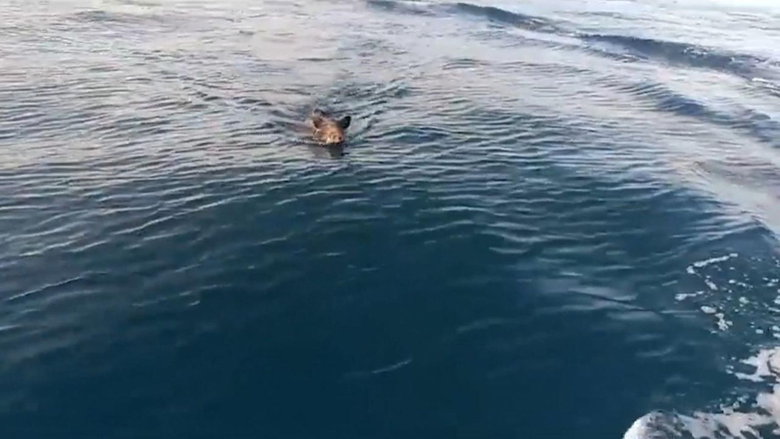 El porc senglar, dins de l'aigua