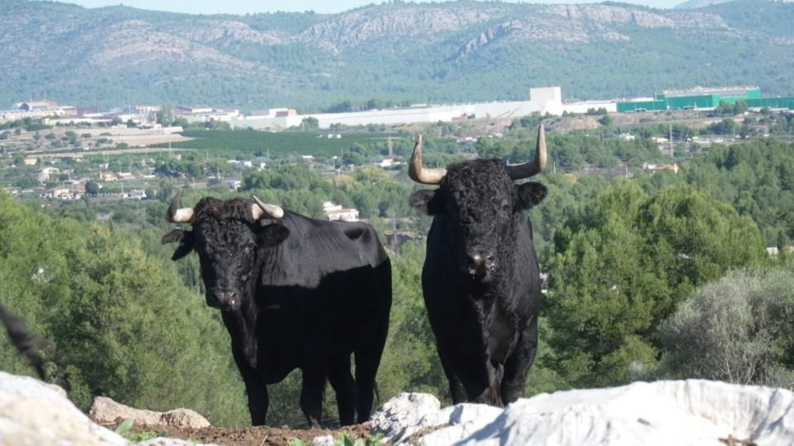 Bous braus de La Espuela