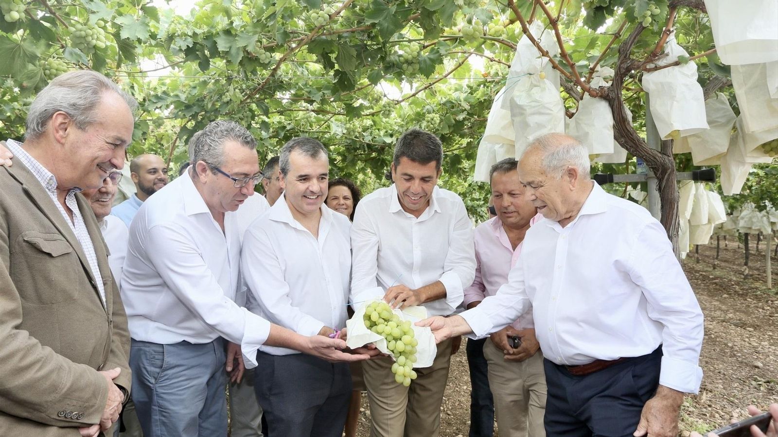 El president de la Generalitat, Carlos Mazón, i el conseller d'Agricultura, José Luis Aguirre, han assistit al tall del primer ram de raïm
