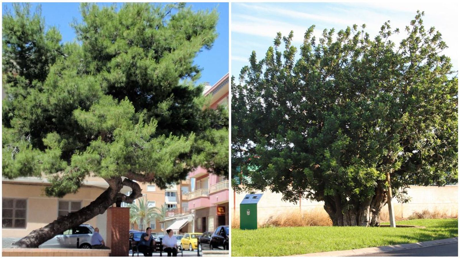 El Pi de la Baia del Camp d’Elx i la Garrofera del Bovalar d’Alaquàs