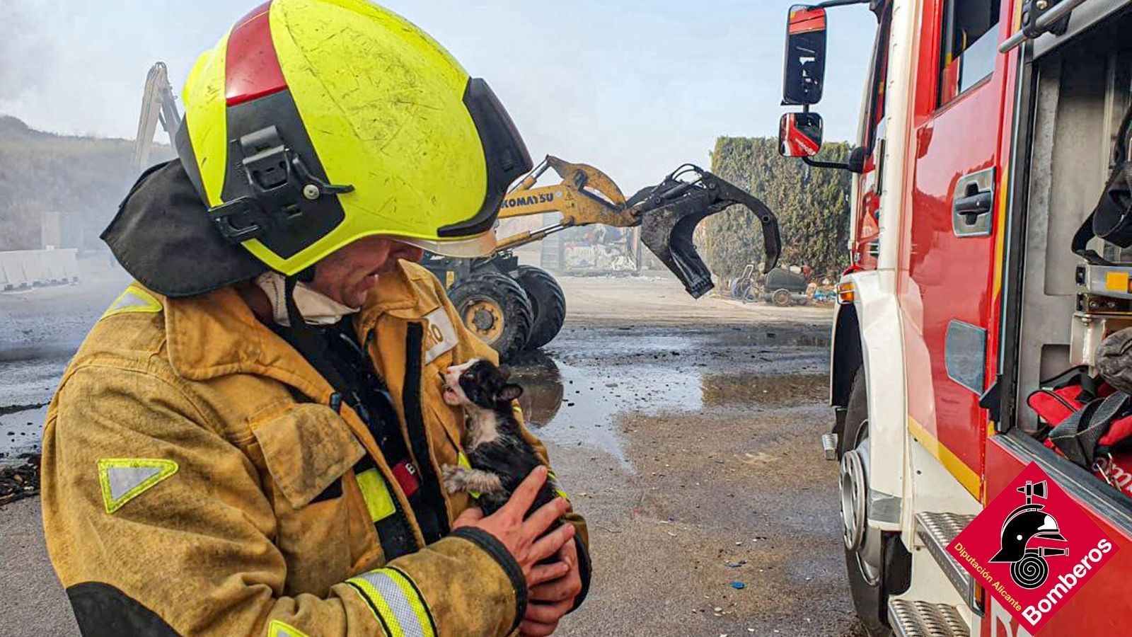 El gat que van poder rescatar els bombers del recinte que s'ha botat foc