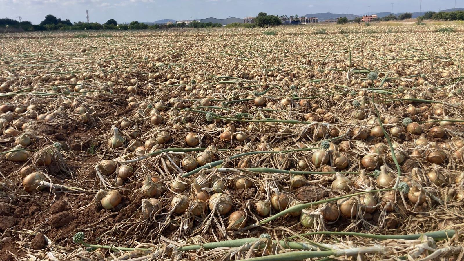 Un camp on s'han quedat les cebes per collir per falta de rendibilitat per als llauradors