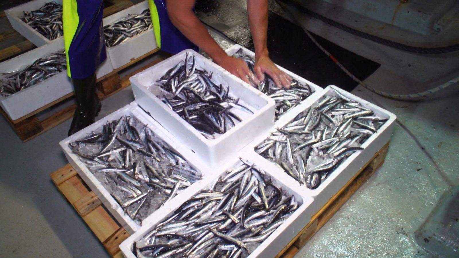 La falta de sardines i aladrocs al Mediterrani preocupa pescadors i científics