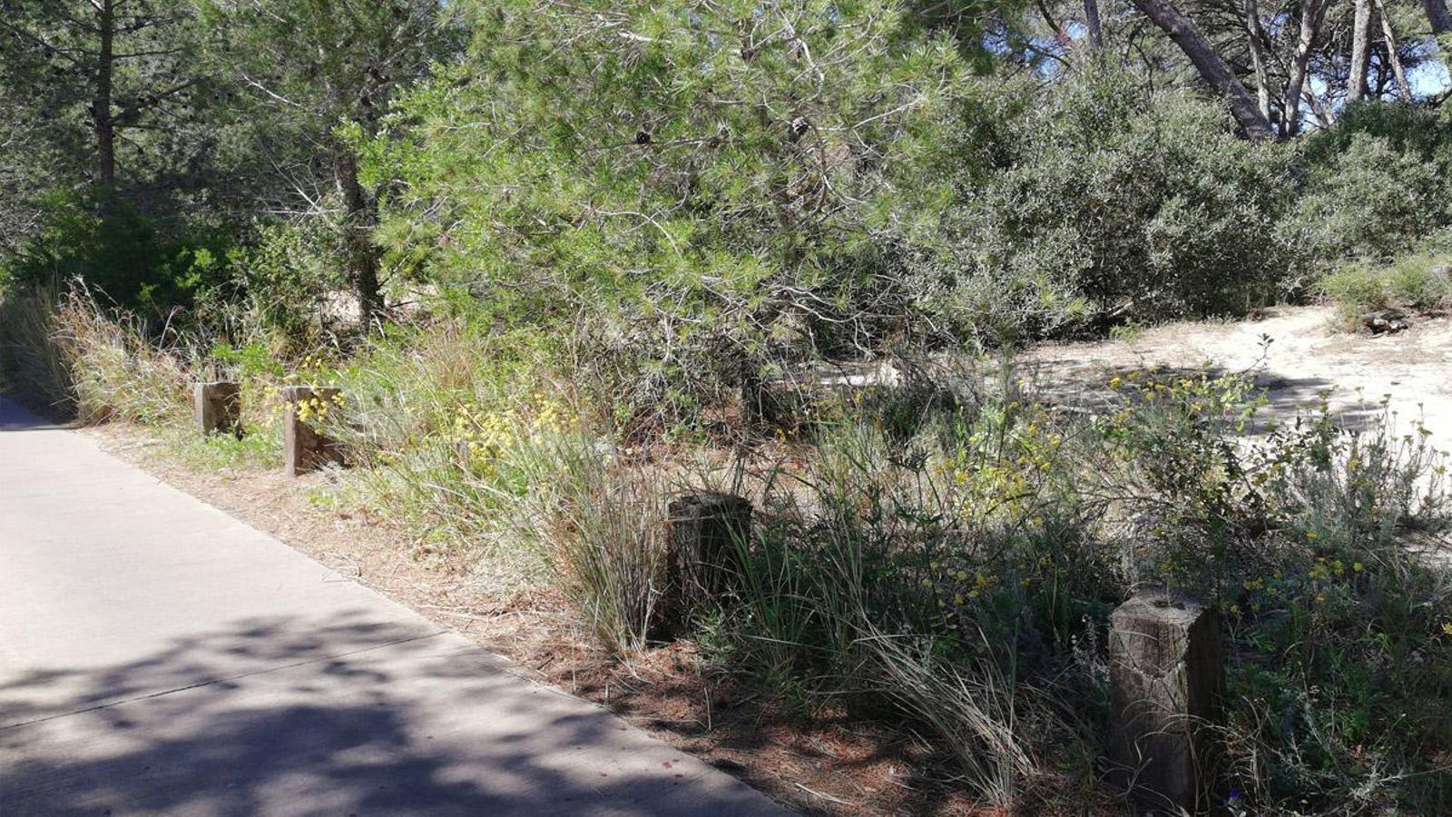 Imatge del lloc dels fets, al Saler