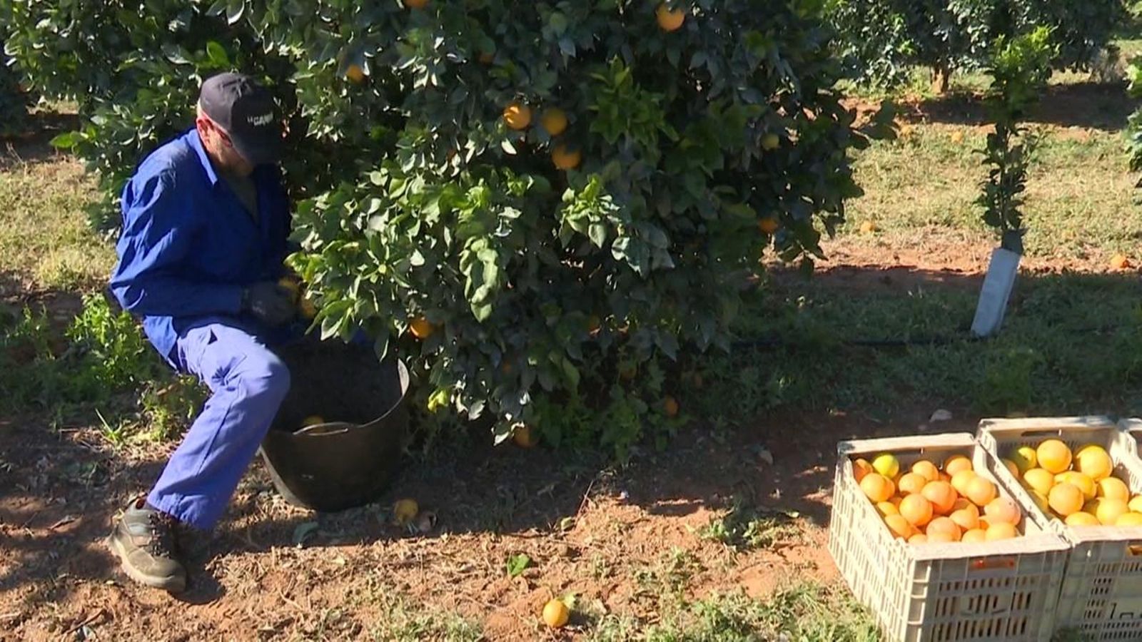 Un agricultor collint mandarines
