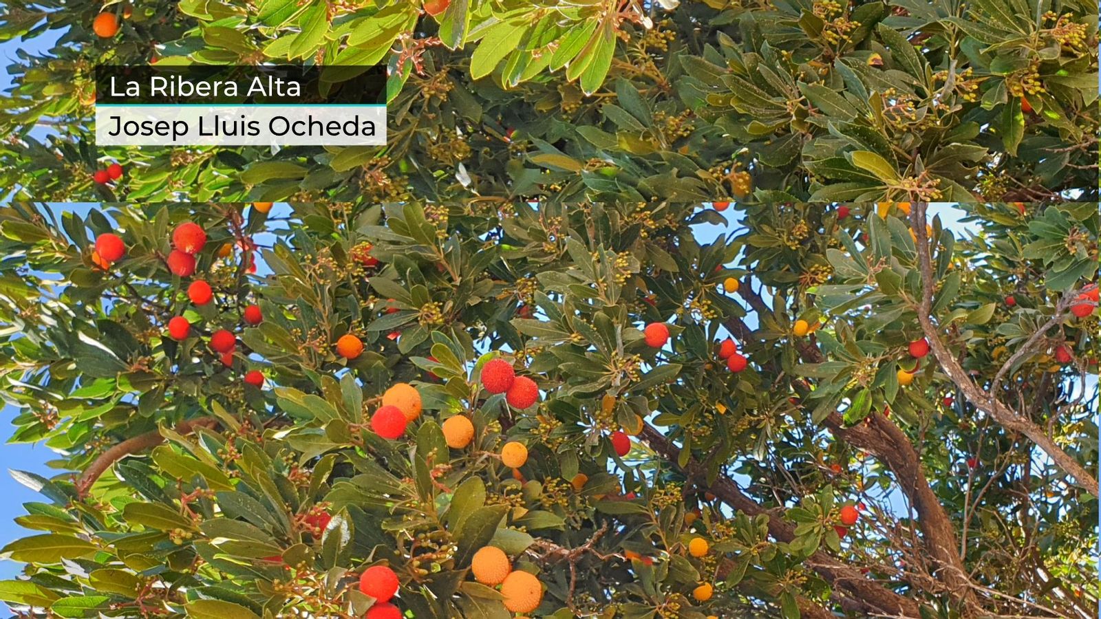 Probable episodi de pluges generals a partir de dimecres