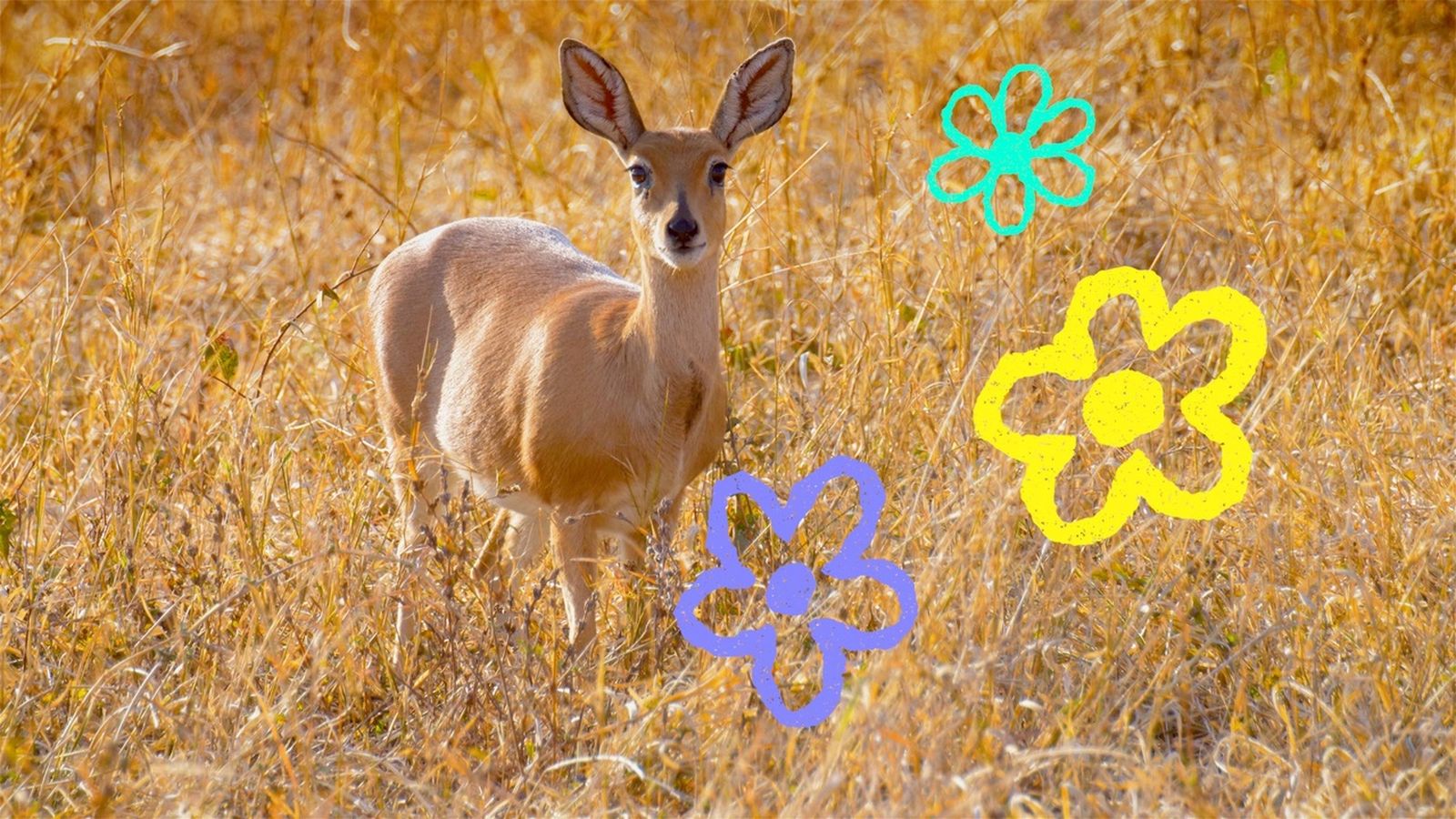 Animals vertebrats