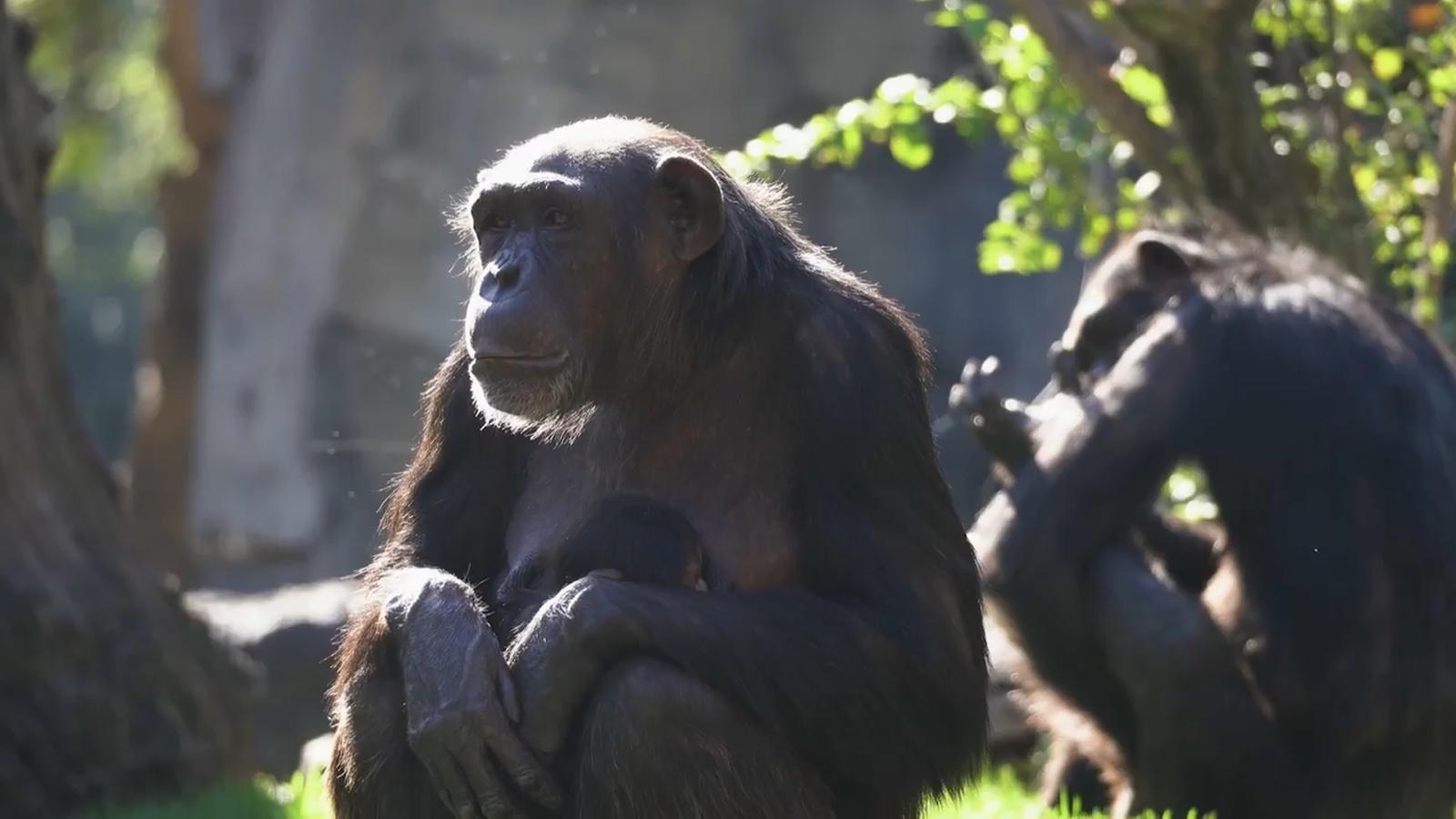 Animalades | Amor de mare